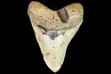 Huge, Fossil Megalodon Tooth - North Carolina #109558-1